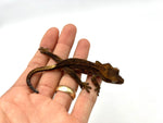 Chocolate Phantom Dalmatian Crested Gecko het EB