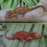Reticulated Gargoyle Gecko