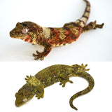 Pine Island Mossy Prehensile Tail Gecko
