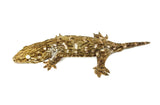 Pine Island Giant Gecko