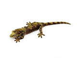 Pine Island Mossy Prehensile Tail Gecko