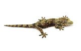 Pine Island Mossy Prehensile Tail Gecko