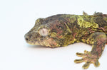 Pine Island Mossy Prehensile Tail Gecko (GREEN)