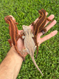 Pink G1 Group Gargoyle Gecko