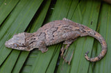 Pink Banded Gargoyle Gecko