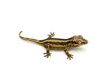 Pastel Striped Gargoyle Gecko