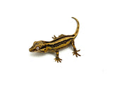 Pastel Striped Gargoyle Gecko