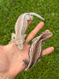 Pink Pastel Striped Gargoyle Gecko (Pink Floyd offspring)