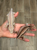 Pink Pastel Striped Gargoyle Gecko (Pink Floyd offspring)