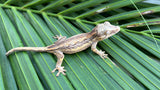 Pink Striped Gargoyle Gecko