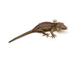 Pink G1 Group Gargoyle Gecko