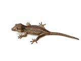 Pink G1 Group Gargoyle Gecko