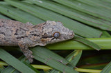 Pink Banded Gargoyle Gecko