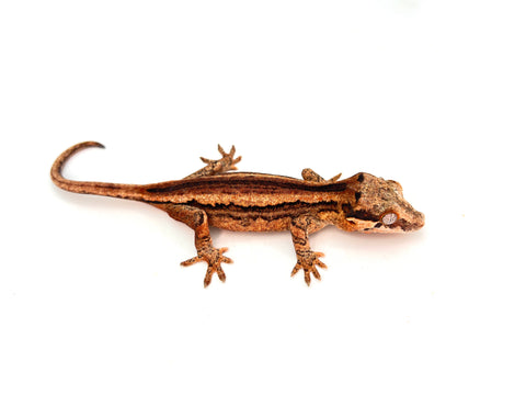 Pink Striped Gargoyle Gecko