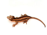 Pink Striped Gargoyle Gecko