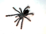 Pink Toe Tarantula