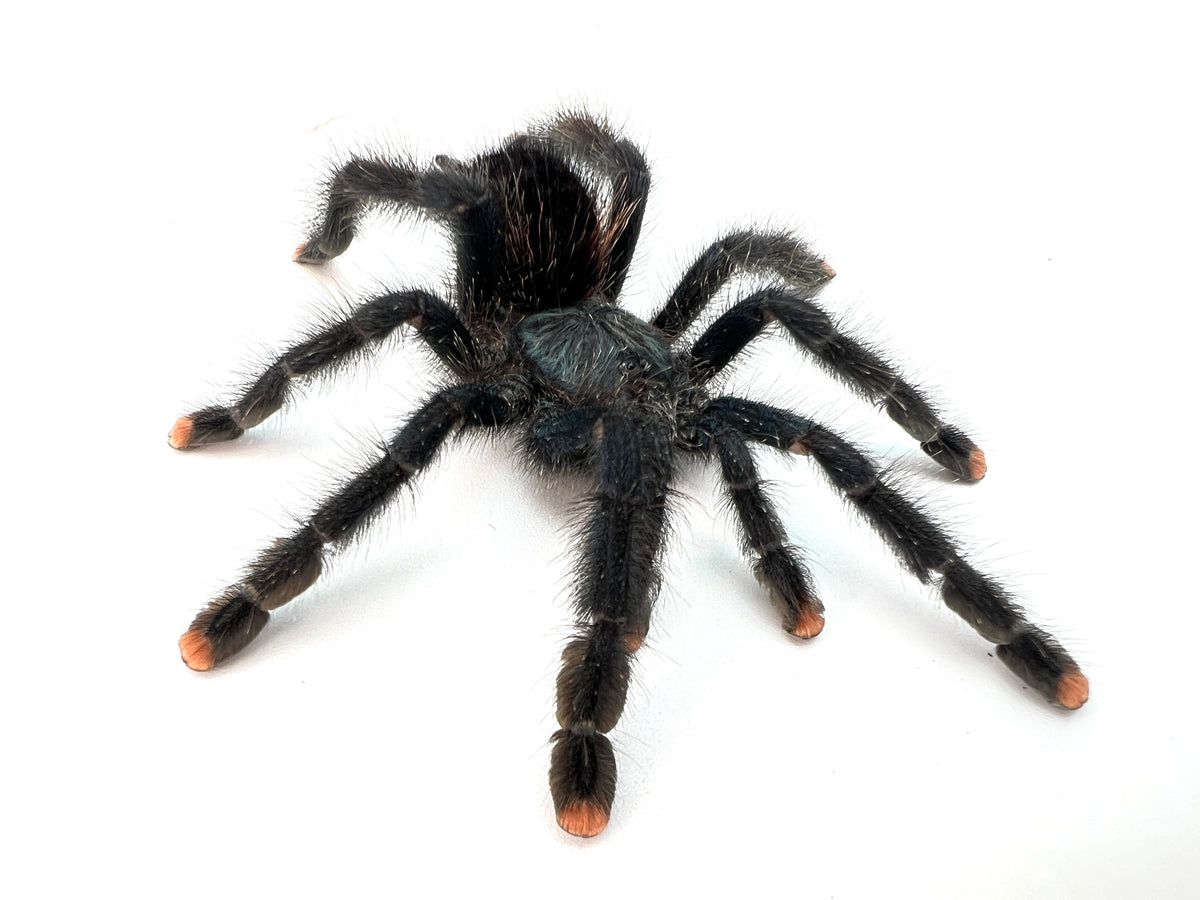 Pink Toe Tarantula – TikisGeckos
