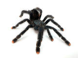 Pink Toe Tarantula