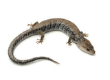 Adult Pink Tongue Skink
