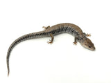 Adult Pink Tongue Skink