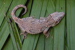 Pink Banded Gargoyle Gecko