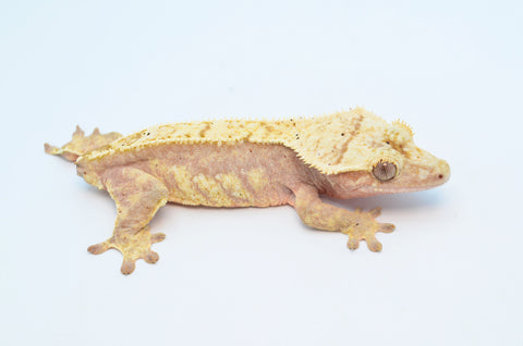 Pink Pinstripe Crested Gecko