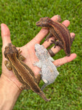 Pink Females Group Striped Gargoyle Gecko
