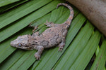 Pink Banded Gargoyle Gecko