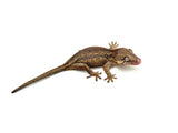 Pink G1 Group Gargoyle Gecko