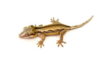 Pink Striped Gargoyle Gecko (Kirby offspring)