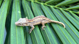 Pink Striped Gargoyle Gecko