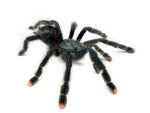 Pink Toe Tarantula