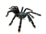 Pink Toe Tarantula