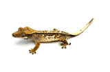 Whitewall Tricolor Pinstripe Crested Gecko (F4)