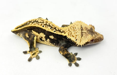 Pinstripe Crested Gecko (Pos het EB)
