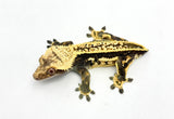 Pinstripe Crested Gecko (Pos het EB)
