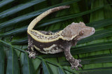 Dark Whiteout Emptyback Pinstripe Crested Gecko