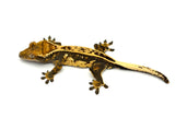 Whiteout Emptyback Pinstripe Crested Gecko