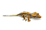 Whitewall Tricolor Pinstripe Crested Gecko (F4)