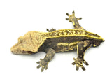 Emptyback Pinstripe Crested Gecko