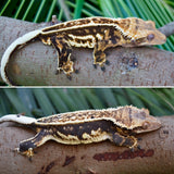 Tricolor Whiteout Partial Quadstripe Emptyback Dalmatian Crested Gecko