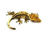 Whiteout Emptyback Pinstripe Crested Gecko
