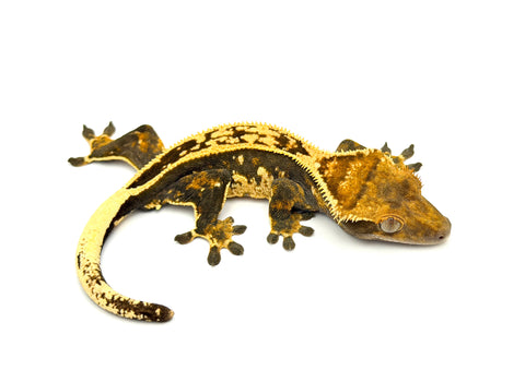 Whiteout Emptyback Pinstripe Crested Gecko