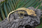 Lavander Harlequin Quadstripe Crested Gecko