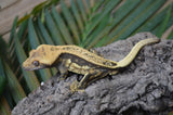 Lavander Harlequin Quadstripe Crested Gecko