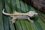 Extreme Harlequin Tangerine & Lavender Quadstripe Dalmatian Crested Gecko