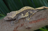 Tangerine Pinstripe Crested Gecko (Gravid?)