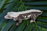 Solid Dorsal White Pinstripe Crested Gecko (Gravid?)