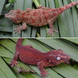 Red Super Blotched Gargoyle Gecko with face color (Deadpool line SuperBlotch)