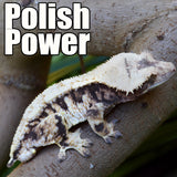 Crested Gecko Mystery Box